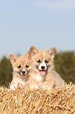 CORGI PEMBROKE 067